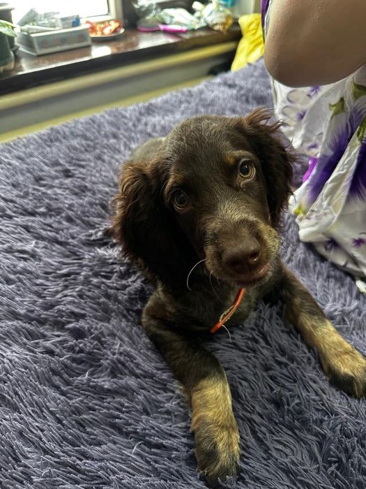 Продам собаку спаниель