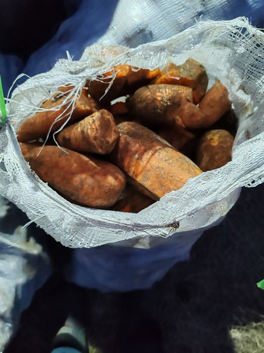 Продам морковь кормовую. В мешках.