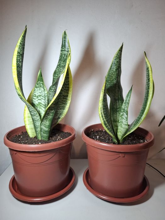 Продаются комнатные растения Сансевиерия