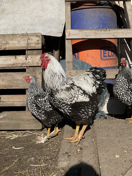 Oua Wyandotte argintiu