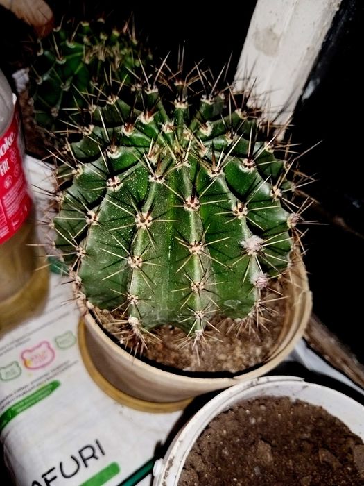 Кактус Эхинопсис Трубкоцветный