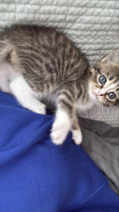 Котенок 2 месецев