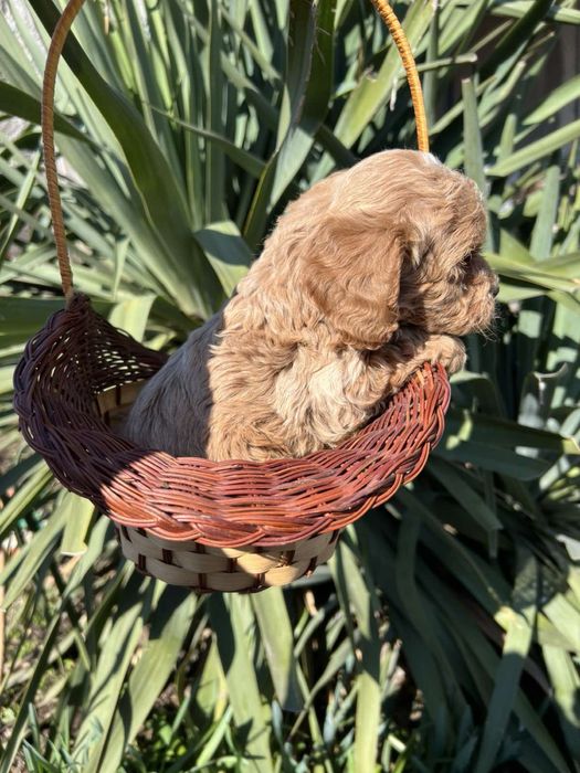 Той Пуделчета Мини