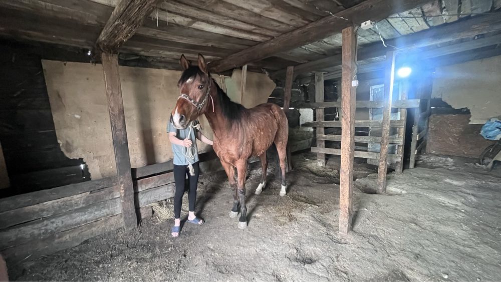 Продам кобылу, байтал сатылады