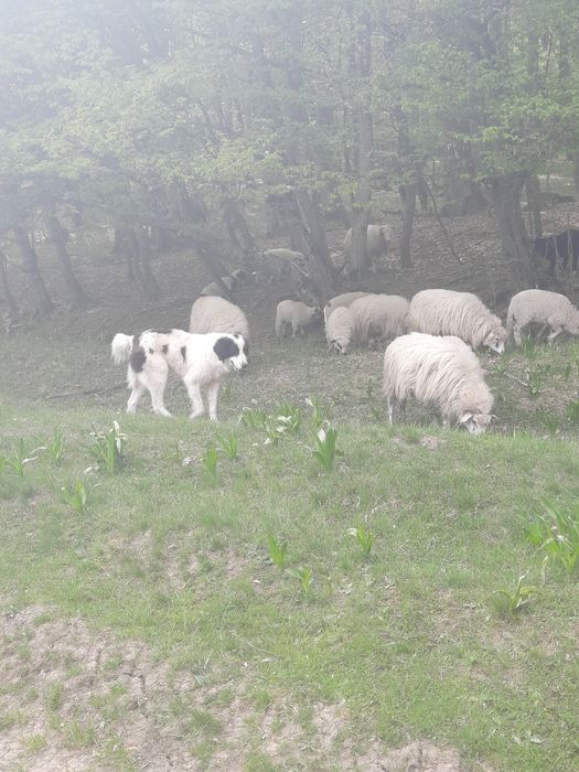 Vând  doi berbecuți