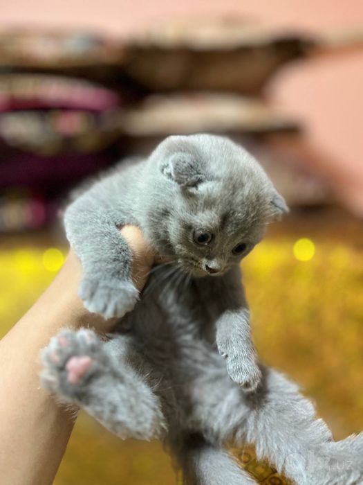 Чисто кровные котята