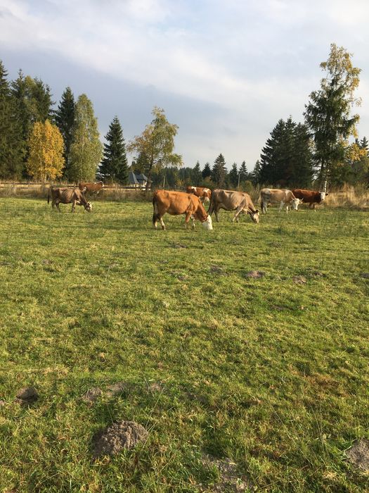 Vacii cu vitei da vanzare