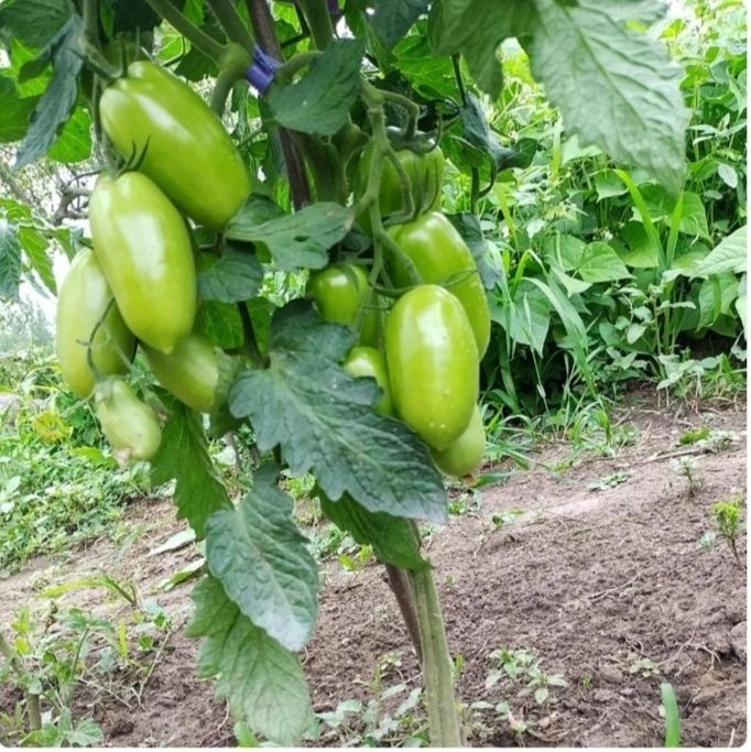 Семена Томата F Эрколь 2500 семян