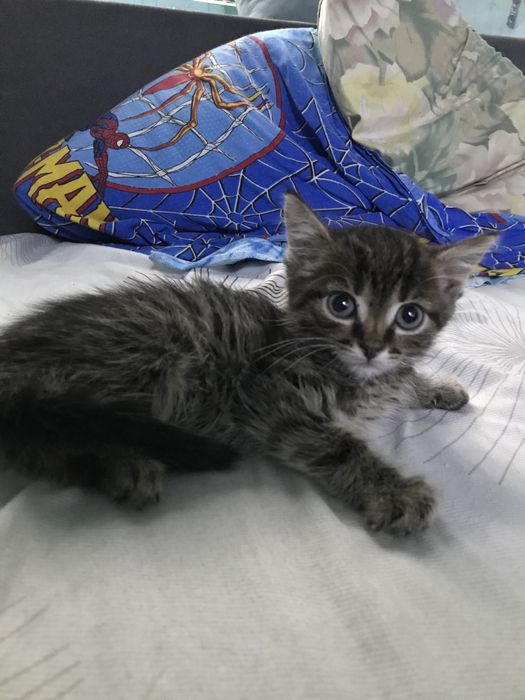 Британский котенок мальчик 2 месяца