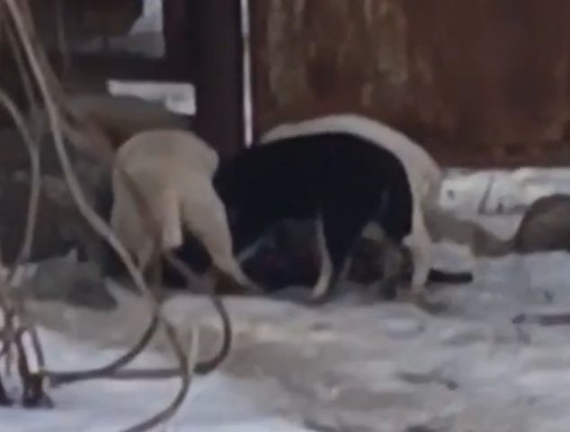 Щенки метисы отдам бесплатно