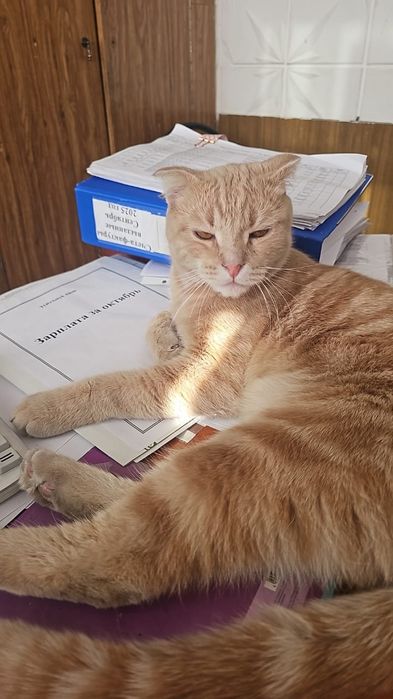 В Добрые руки молодой котик