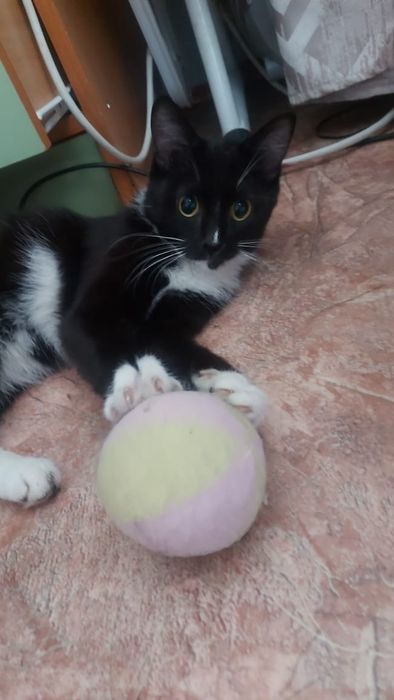 Котики ласковые :3