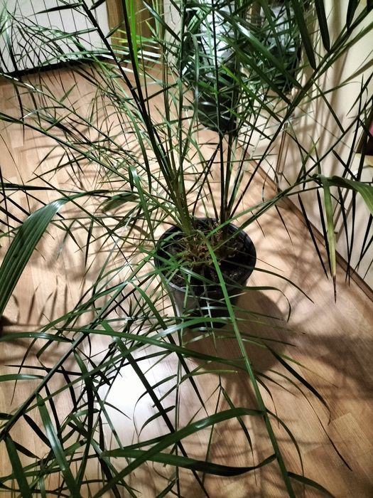 Пальма финиковая