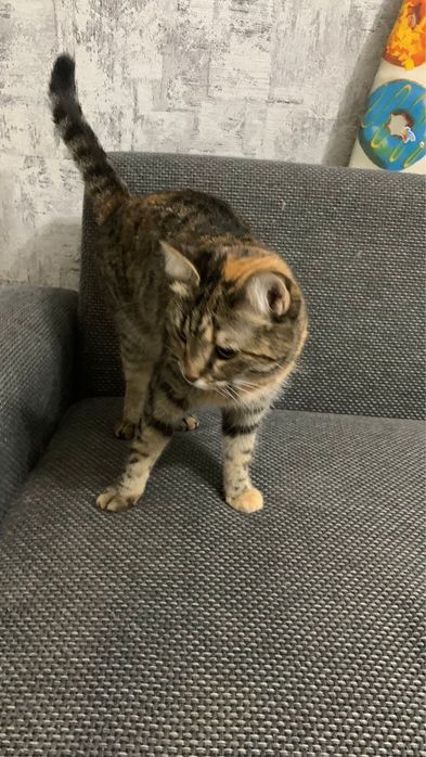 Отдам кошку в добрые руки