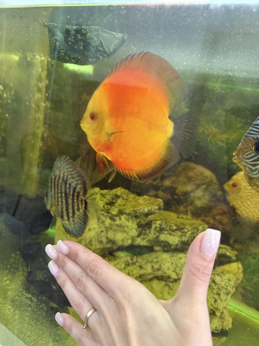 Продам аквариум с рыбками