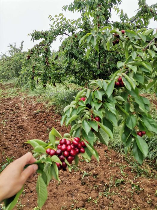 Овощна градина и техника за обработка