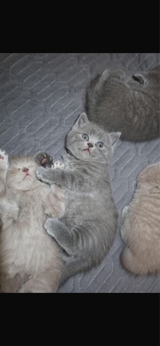 Продам британских котят
