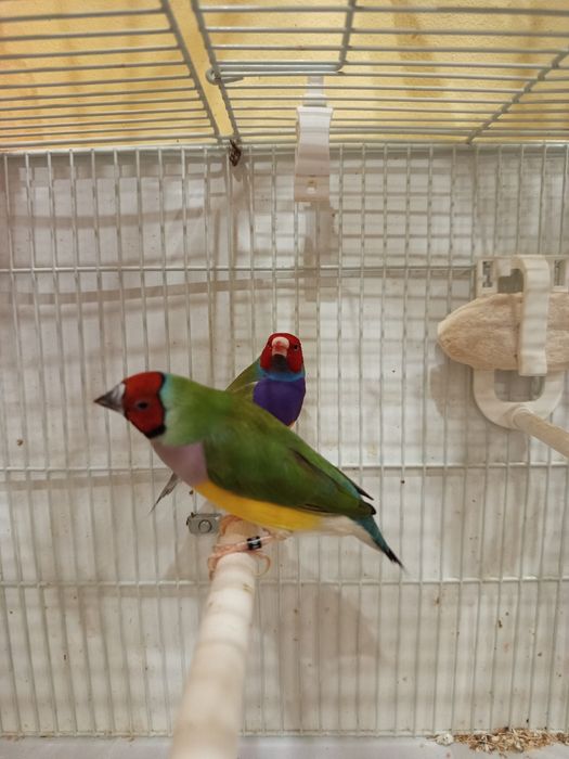 Vând Gould Amandine