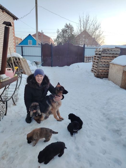 Отдам щенят в добрые руки