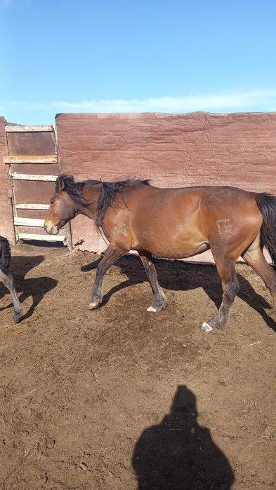 Құлынды биелер сатылады