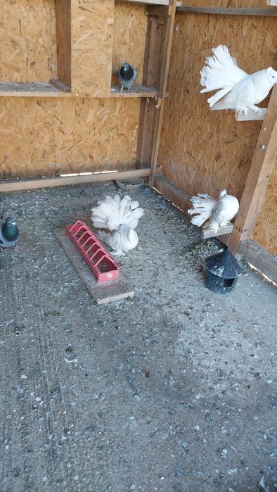 Porumbel voltat indian mascul 2025 alb