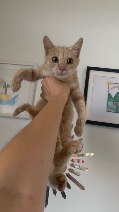 Отдам котенка, девочка