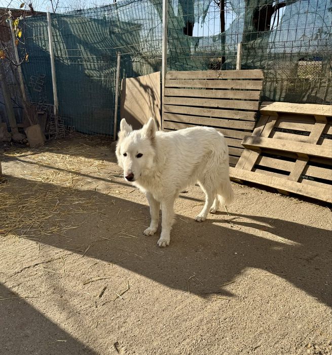 Mascul Ciobanesc Alb Elvetian cu Pedigree