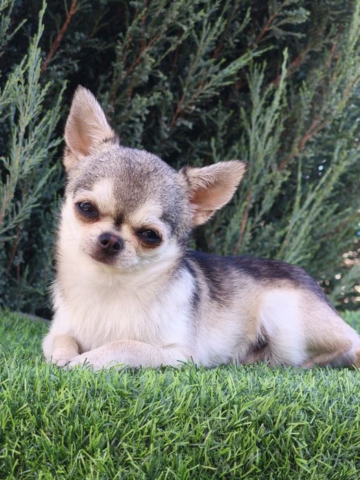 Мальчик чихуахуа