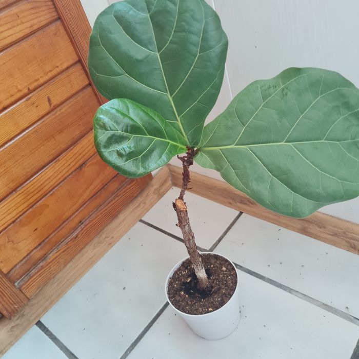 Продавам Фикус Лирата