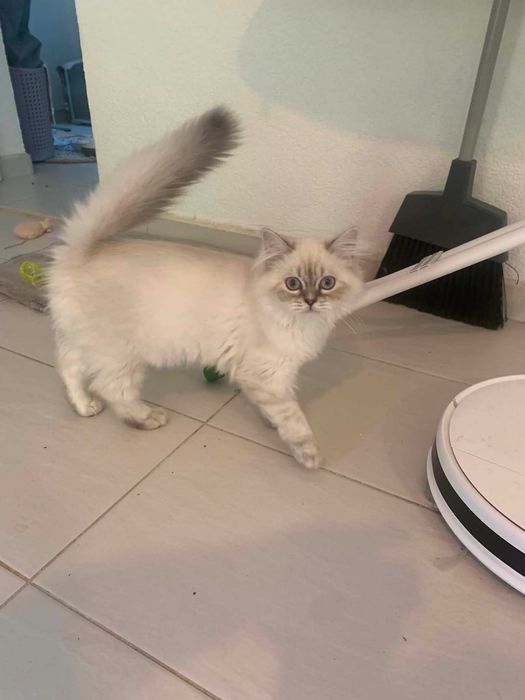 Шотлански котета