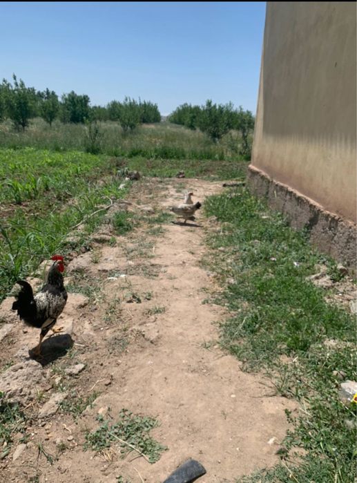 18gektar bog doimiy foydalanish uchun