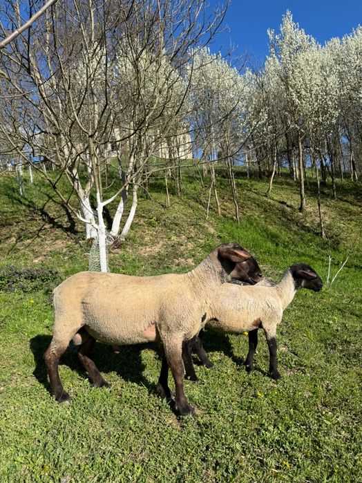 De vanzare un berbecuti suffolk