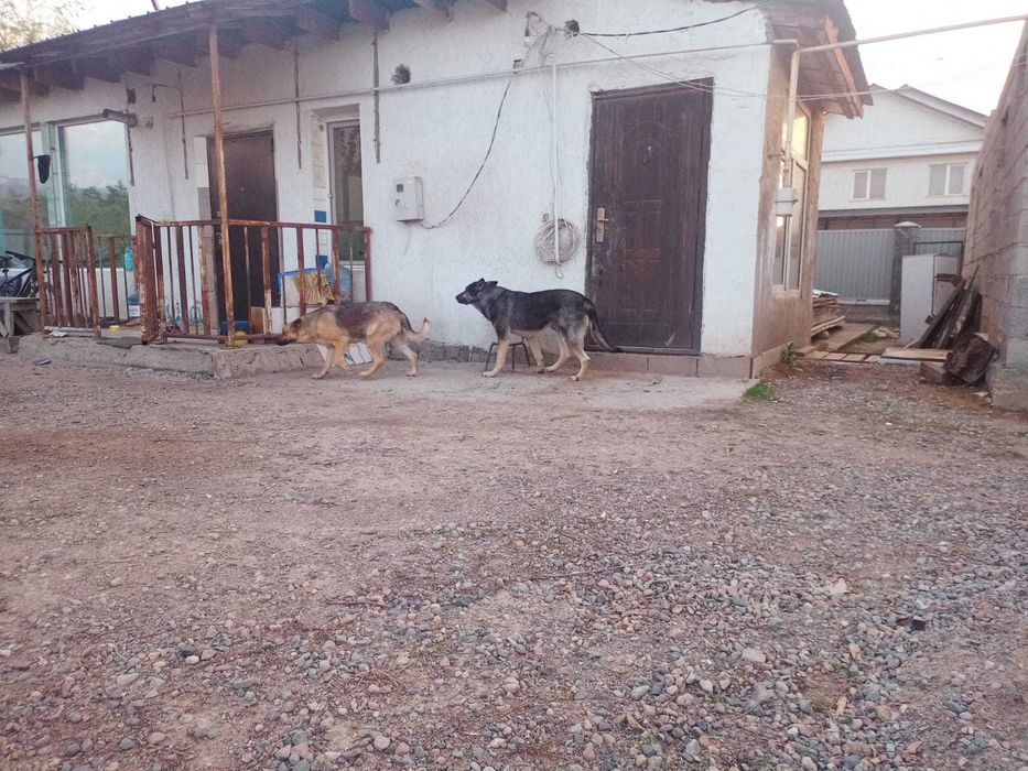 Восточно Европейская овчарка