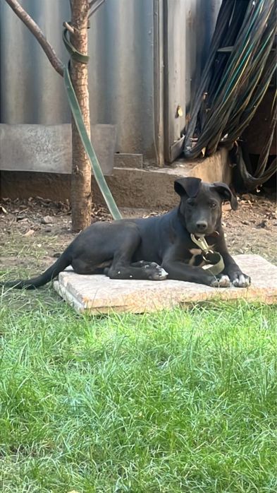 Продам пит буля.