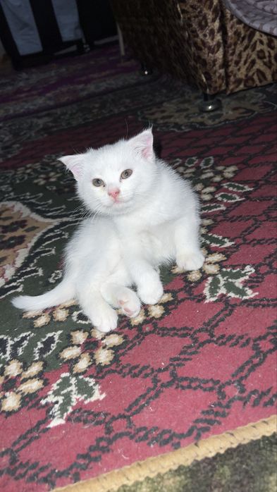 Продаются котята