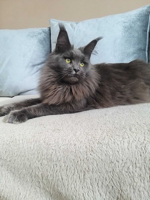 Кошка  породы Мейн-кун