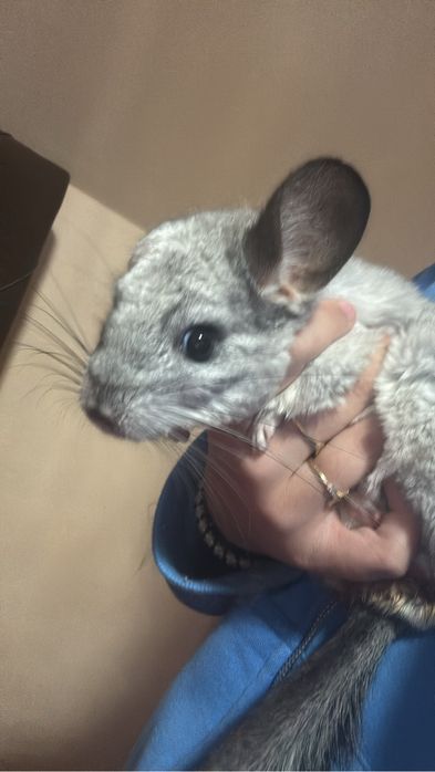 Șinsila mascul si femela