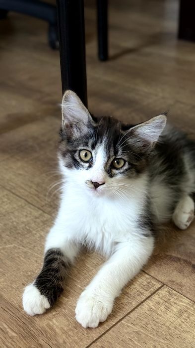 Котята ищут себе добрых хозяев