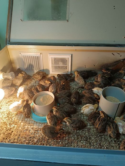 Инкубатор хизмати бор  Услуги инкубатора