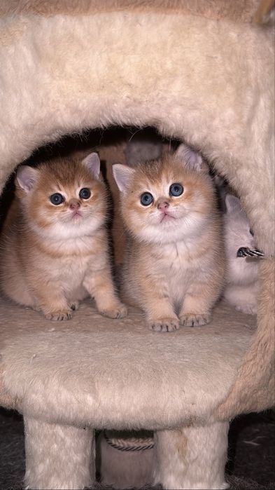 Золотая шиншилла! Чистокровные Британцы