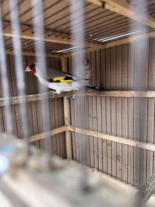 Продам щеглов крупные