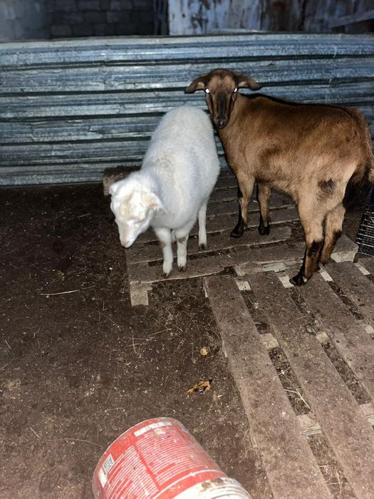 Ешкілер сатылады