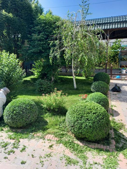 Посотка газона с поливом