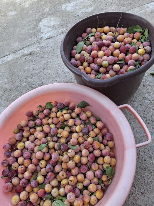 Алша өрік сатылады