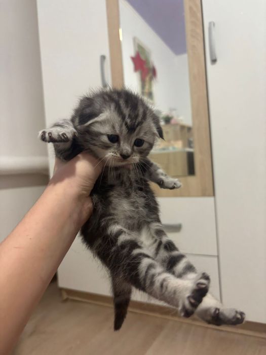 Продаётся! шотландский скоттиш фолд!