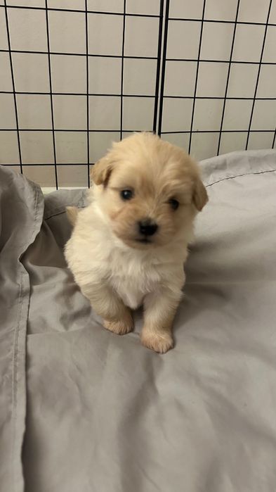 Щенок Мальтипом - мальчик