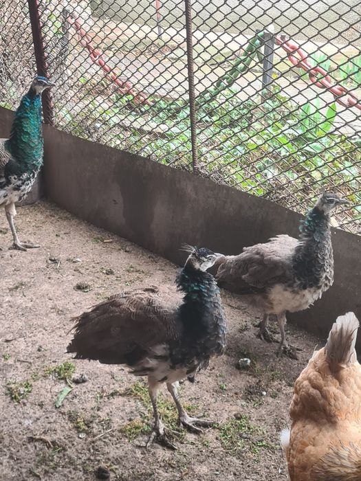 Vând paunita 7 luni  300 ron