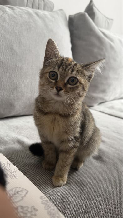 Котенок ищет дом