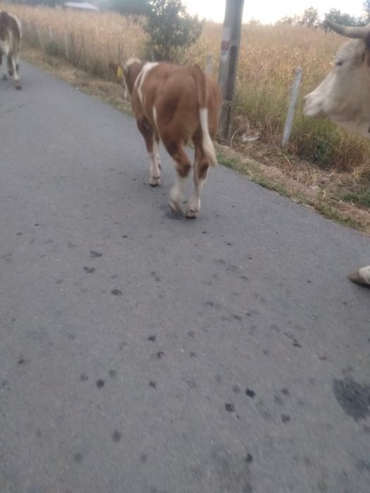 Vand vitel baltata romaneasca