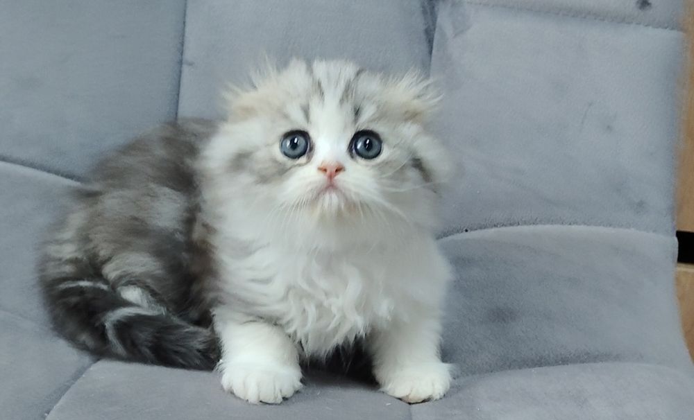 Котята разной породы